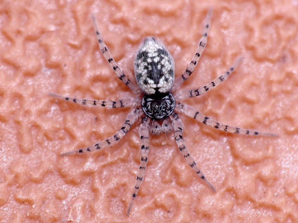 Oecobiidae - Oecobius navus